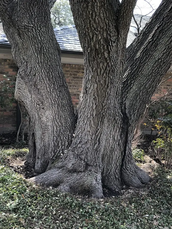 Mature heritage tree close to a Hayneville property cared for by certified arborists